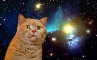 宇宙猫.jpeg